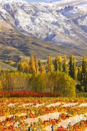 agricultural;agriculture;autuminal;autumn;autumnal;bird-nets;bird-netting;Central-Otago;central-otago-vineyard;central-otago-vineyards;central-otago-wineries;central-otago-winery;color;colors;colour;colours;country;countryside;cromwell;crop;crops;cultivation;deciduous;fall;farm;farming;farmland;farms;field;fields;gold;golden;grape;grapes;grapevine;horticulture;leaf;leaves;net;nets;netting;New-Zealand;pisa-range;poplar;poplar-tree;poplar-trees;poplars;row;rows;rural;snow;snowy;south-island;tree;trees;vine;vines;vineyard;vineyards;vintage;willow;willow-tree;willow-trees;willows;wine;wineries;winery;wines;Wooing-Tree-Vineyard;yellow