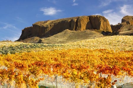 agricultural;agriculture;autuminal;autumn;autumnal;bannockburn;bannockburn-sluicings;bird-nets;bird-netting;Central-Otago;central-otago-vineyard;central-otago-vineyards;central-otago-wineries;central-otago-winery;color;colors;colour;colours;country;countryside;cromwell;crop;crops;cultivation;deciduous;erosion;fall;farm;farming;farmland;farms;field;fields;gold;gold-rush;gold-workings;golden;grape;grapes;grapevine;horticulture;leaf;leaves;Mt-Difficulty-Vineyard;net;nets;netting;New-Zealand;orange;row;rows;rural;sluicing;sluicings;south-island;tailing;tailings;tree;trees;vine;vines;vineyard;vineyards;vintage;wine;wineries;winery;wines;yellow
