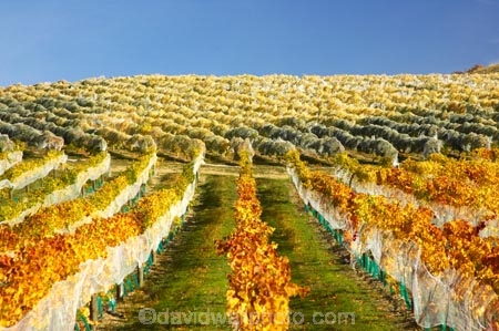 agricultural;agriculture;autuminal;autumn;autumnal;Bannockburn;bird-nets;bird-netting;Central-Otago;central-otago-vineyard;central-otago-vineyards;central-otago-wineries;central-otago-winery;color;colors;colour;colours;country;countryside;cromwell;crop;crops;cultivation;deciduous;fall;farm;farming;farmland;farms;field;fields;gold;golden;grape;grapes;grapevine;horticulture;leaf;leaves;Mt-Difficulty-Vineyard;net;nets;netting;New-Zealand;orange;row;rows;rural;south-island;tree;trees;vine;vines;vineyard;vineyards;vintage;wine;wineries;winery;wines;yellow