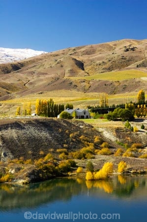 agricultural;agriculture;akarua-vineyard;akarua-winery;autuminal;autumn;autumnal;Bannockburn;Bannockburn-Inlet;cairnmuir-mountains;cairnmuir-range;Cairnmuir-Vineyard;carrick-winery;Central-Otago;color;colors;colour;colours;country;countryside;crop;crops;cultivation;deciduous;fall;farm;farming;farmland;farms;field;fields;grape;grapes;grapevine;horticulture;kawarau-arm;lake;Lake-Dunstan;lakes;leaf;leaves;New-Zealand;reflection;reflections;row;rows;rural;south-island;tree;trees;vine;vines;vineyard;vineyards;vintage;water;wine;wineries;winery;wines