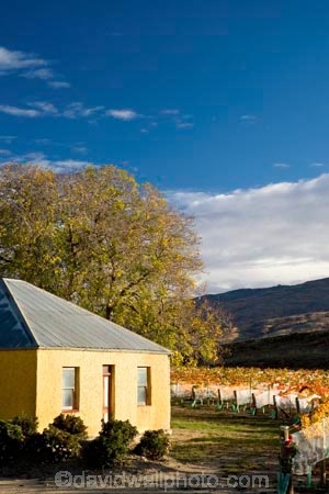 agricultural;agriculture;autuminal;autumn;autumnal;Bannockburn;bird-net;bird-nets;bird-netting;building;buildings;Central-Otago;central-otago-vineyard;central-otago-vineyards;central-otago-wineries;central-otago-winery;color;colors;colour;colours;country;countryside;Cromwell;crop;crops;cultivation;deciduous;Domain-Rd-Vineyard;Domain-Road-Vineyard;fall;farm;farming;farmland;farms;grape;grapes;grapevine;heritage;historic;historic-building;historic-buildings;historical;historical-building;historical-buildings;history;horticulture;leaf;leaves;N.Z.;net;nets;netting;New-Zealand;NZ;old;Otago;Pinot-Noir;rural;season;seasonal;seasons;South-Island;tradition;traditional;tree;trees;vine;vines;vineyard;vineyards;vintage;wineage;wineries;winery;wines;yellow