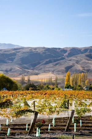 agricultural;agriculture;autuminal;autumn;autumnal;Bannockburn;bird-net;bird-nets;bird-netting;Central-Otago;central-otago-vineyard;central-otago-vineyards;central-otago-wineries;central-otago-winery;color;colors;colour;colours;country;countryside;Cromwell;crop;crops;cultivation;deciduous;Domain-Rd-Vineyard;Domain-Road-Vineyard;fall;farm;farming;farmland;farms;field;fields;grape;grapes;grapevine;horticulture;leaf;leaves;N.Z.;net;nets;netting;New-Zealand;NZ;orange;Otago;Pinot-Noir;red;row;rows;rural;season;seasonal;seasons;South-Island;vine;vines;vineyard;vineyards;vintage;wineage;wineries;winery;wines;yellow