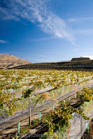agricultural;agriculture;autuminal;autumn;autumnal;Bannockburn;bird-net;bird-nets;bird-netting;Central-Otago;central-otago-vineyard;central-otago-vineyards;central-otago-wineries;central-otago-winery;color;colors;colour;colours;country;countryside;Cromwell;crop;crops;cultivation;deciduous;Domain-Rd-Vineyard;Domain-Road-Vineyard;fall;farm;farming;farmland;farms;field;fields;grape;grapes;grapevine;horticulture;leaf;leaves;N.Z.;net;nets;netting;New-Zealand;NZ;orange;Otago;Pinot-Noir;red;row;rows;rural;season;seasonal;seasons;South-Island;vine;vines;vineyard;vineyards;vintage;wineage;wineries;winery;wines;yellow