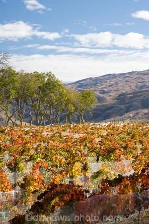 agricultural;agriculture;autuminal;autumn;autumnal;Bannockburn;bird-net;bird-nets;bird-netting;Central-Otago;central-otago-vineyard;central-otago-vineyards;central-otago-wineries;central-otago-winery;color;colors;colour;colours;country;countryside;Cromwell;crop;crops;cultivation;deciduous;Domain-Rd-Vineyard;Domain-Road-Vineyard;fall;farm;farming;farmland;farms;field;fields;grape;grapes;grapevine;horticulture;leaf;leaves;N.Z.;net;nets;netting;New-Zealand;NZ;orange;Otago;Pinot-Noir;red;row;rows;rural;season;seasonal;seasons;South-Island;vine;vines;vineyard;vineyards;vintage;wineage;wineries;winery;wines;yellow