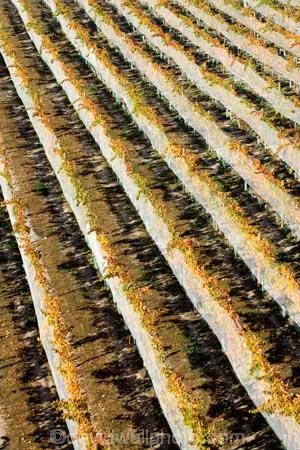 agricultural;agriculture;autuminal;autumn;autumnal;Bannockburn;bird-net;bird-nets;bird-netting;Central-Otago;central-otago-vineyard;central-otago-vineyards;central-otago-wineries;central-otago-winery;color;colors;colour;colours;country;countryside;Cromwell;crop;crops;cultivation;deciduous;Domain-Rd-Vineyard;Domain-Road-Vineyard;fall;farm;farming;farmland;farms;field;fields;grape;grapes;grapevine;horticulture;leaf;leaves;N.Z.;net;nets;netting;New-Zealand;NZ;Otago;Pinot-Noir;row;rows;rural;season;seasonal;seasons;South-Island;vine;vines;vineyard;vineyards;vintage;wineage;wineries;winery;wines;yellow
