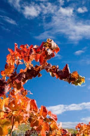 agricultural;agriculture;autuminal;autumn;autumnal;Bannockburn;Central-Otago;central-otago-vineyard;central-otago-vineyards;central-otago-wineries;central-otago-winery;color;colors;colour;colours;country;countryside;Cromwell;crop;crops;cultivation;deciduous;Domain-Rd-Vineyard;Domain-Road-Vineyard;fall;farm;farming;farmland;farms;grape;grapes;grapevine;horticulture;leaf;leaves;N.Z.;New-Zealand;NZ;orange;Otago;Pinot-Noir;red;rural;season;seasonal;seasons;South-Island;vine;vines;vineyard;vineyards;vintage;wineage;wineries;winery;wines