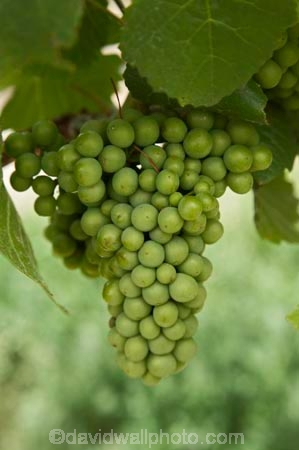 Bannockburn;Central-Otago;central-otago-vineyard;central-otago-vineyards;central-otago-wineries;central-otago-winery;country;countryside;Cromwell;crop;crops;cultivation;Domain-Rd-Vineyard;Domain-Road-Vineyard;farm;farming;farmland;farms;field;fields;grape;grapes;grapevine;green;horticulture;N.Z.;new-zealand;NZ;Otago;Pinot-Noir-Grapes;row;rows;rural;S.I.;SI;south-island;summer;vine;vines;vineyard;vineyards;vintage;wineage;wineries;winery;wines