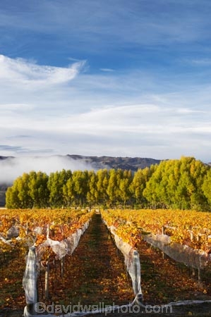 agricultural;agriculture;autuminal;autumn;autumn-colour;autumn-colours;autumnal;Central-Otago;central-otago-vineyard;central-otago-vineyards;central-otago-wineries;central-otago-winery;color;colors;colour;colours;country;countryside;crop;crops;cultivation;deciduous;fall;farm;farming;farmland;farms;field;fields;golden;grape;grapes;grapevine;horticulture;leaf;leaves;N.Z.;New-Zealand;NZ;Otago;Pisa-Valley;row;rows;rural;S.I.;season;seasonal;seasons;SI;Silver-Tussock-Vineyard;south-island;tree;trees;vine;vines;vineyard;vineyards;vintage;willow;willow-tree;willow-trees;willows;wineage;wineries;winery;wines;yellow