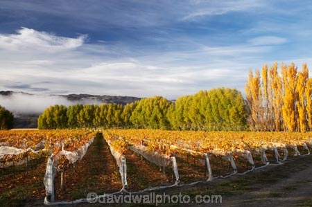 agricultural;agriculture;autuminal;autumn;autumn-colour;autumn-colours;autumnal;Central-Otago;central-otago-vineyard;central-otago-vineyards;central-otago-wineries;central-otago-winery;color;colors;colour;colours;country;countryside;crop;crops;cultivation;deciduous;fall;farm;farming;farmland;farms;field;fields;golden;grape;grapes;grapevine;horticulture;leaf;leaves;N.Z.;New-Zealand;NZ;Otago;Pisa-Valley;poplar;poplar-tree;poplar-trees;poplars;row;rows;rural;S.I.;season;seasonal;seasons;SI;Silver-Tussock-Vineyard;South-Island;tree;trees;vine;vines;vineyard;vineyards;vintage;willow;willow-tree;willow-trees;willows;wineage;wineries;winery;wines;yellow