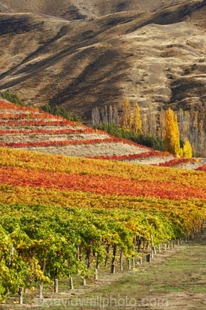 agricultural;agriculture;autuminal;autumn;autumn-colour;autumn-colours;autumnal;Bannockburn;Central-Otago;central-otago-vineyard;central-otago-vineyards;central-otago-wineries;central-otago-winery;color;colors;colour;colours;country;countryside;cromwell;crop;crops;cultivation;deciduous;fall;farm;farming;farmland;farms;field;fields;gold;golden;grape;grapes;grapevine;horticulture;leaf;leaves;Mt-Difficulty-Vineyard;N.Z.;New-Zealand;NZ;orange;Otago;row;rows;rural;S.I.;season;seasonal;seasons;SI;South-Island;tree;trees;vine;vines;vineyard;vineyards;vintage;wine;wineage;wineries;winery;wines;yellow