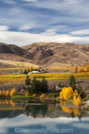 agricultural;agriculture;autuminal;autumn;autumn-colour;autumn-colours;autumnal;Bannockburn;cairnmuir-mountains;cairnmuir-range;Cairnmuir-Vineyard;calm;carrick-winery;Central-Otago;central-otago-vineyard;central-otago-vineyards;central-otago-wineries;central-otago-winery;color;colors;colour;colours;country;countryside;crop;crops;cultivation;deciduous;fall;farm;farming;farmland;farms;field;fields;golden;grape;grapes;grapevine;horticulture;kawarau-arm;lake;Lake-Dunstan;lakes;leaf;leaves;N.Z.;New-Zealand;NZ;Otago;placid;quiet;reflection;reflections;row;rows;rural;S.I.;season;seasonal;seasons;serene;SI;smooth;south-island;still;tranquil;tree;trees;vine;vines;vineyard;vineyards;vintage;water;wine;wineage;wineries;winery;wines;yellow