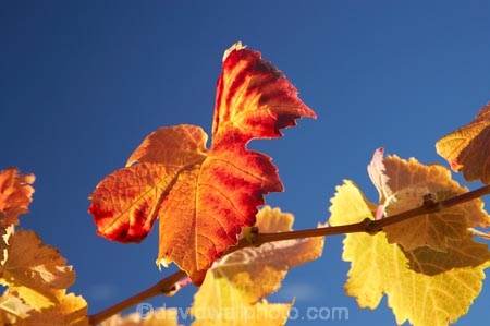 agricultural;agriculture;autuminal;autumn;autumnal;Bannockburn;Central-Otago;central-otago-vineyard;central-otago-vineyards;central-otago-wineries;central-otago-winery;close-up;close_up;closeup;color;colors;colour;colours;country;countryside;Cromwell;crop;crops;cultivation;deciduous;detail;distribution;Domain-Rd-Vineyard;Domain-Road-Vineyard;fall;farm;farming;farmland;farms;foliage;grape;grapes;grapevine;horticulture;leaf;leaves;N.Z.;New-Zealand;NZ;orange;Otago;Pinot-Noir;red;rural;S.I.;season;seasonal;seasons;SI;South-Island;texture;vein;veins;vine;vines;vineyard;vineyards;vintage;wineage;wineries;winery;wines;yellow