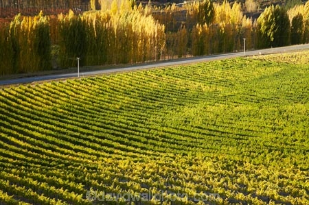 agricultural;agriculture;autuminal;autumn;autumn-colour;autumn-colours;autumnal;Bannockburn;Central-Otago;central-otago-vineyard;central-otago-vineyards;central-otago-wineries;central-otago-winery;color;colors;colour;colours;country;countryside;crop;crops;cultivation;deciduous;fall;farm;farming;farmland;farms;field;fields;golden;grape;grapes;grapevine;horticulture;Mount-Difficulty-Vineyard;Mount-Difficulty-Vineyards;Mount-Difficulty-Winery;Mount-Difficulty-Wines;Mt-Difficulty-Vineyard;Mt-Difficulty-Vineyards;Mt-Difficulty-Winery;Mt-Difficulty-Wines;Mt.-Difficulty-Vineyard;Mt.-Difficulty-Vineyards;Mt.-Difficulty-Winery;Mt.-Difficulty-Wines;N.Z.;near-Cromwell;New-Zealand;NZ;Otago;poplar;poplar-tree;poplar-trees;poplars;row;rows;rural;S.I.;season;seasonal;seasons;SI;South-Is.;South-Island;tree;trees;vine;vines;vineyard;vineyards;vintage;wineage;wineries;winery;wines;yellow
