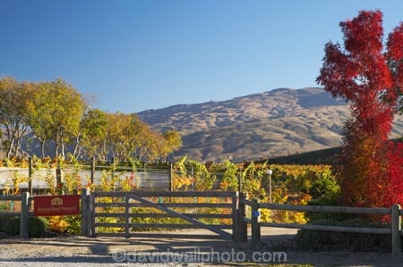 agricultural;agriculture;autuminal;autumn;autumn-colour;autumn-colours;autumnal;Bannockburn;Central-Otago;central-otago-vineyard;central-otago-vineyards;central-otago-wineries;central-otago-winery;color;colors;colour;colours;country;countryside;Cromwell;crop;crops;cultivation;deciduous;Domain-Rd-Vineyard;Domain-Road-Vineyard;fall;farm;farming;farmland;farms;field;fields;gate;gates;gateway;gateways;grape;grapes;grapevine;horticulture;N.Z.;near-Cromwell;New-Zealand;NZ;orange;Otago;Pinot-Noir;red;row;rows;rural;S.I.;season;seasonal;seasons;SI;South-Is.;South-Island;tree;trees;vine;vines;vineyard;vineyards;vintage;wineage;wineries;winery;wines;yellow