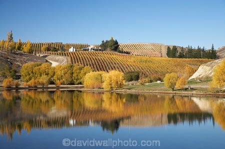 agricultural;agriculture;autuminal;autumn;autumn-colour;autumn-colours;autumnal;Bannockburn;Bannockburn-Inlet;calm;Central-Otago;central-otago-vineyard;central-otago-vineyards;central-otago-wineries;central-otago-winery;color;colors;colour;colours;country;countryside;crop;crops;cultivation;deciduous;fall;farm;farming;farmland;farms;field;fields;golden;grape;grapes;grapevine;horticulture;Kawarau-Arm;lake;Lake-Dunstan;lakes;leaf;leaves;N.Z.;near-Cromwell;New-Zealand;NZ;Otago;placid;quiet;reflection;reflections;row;rows;rural;S.I.;season;seasonal;seasons;serene;SI;smooth;South-Is.;South-Island;still;tranquil;tree;trees;vine;vines;vineyard;vineyards;vintage;water;willow;willow-tree;willow-trees;willows;wineage;wineries;winery;wines;yellow