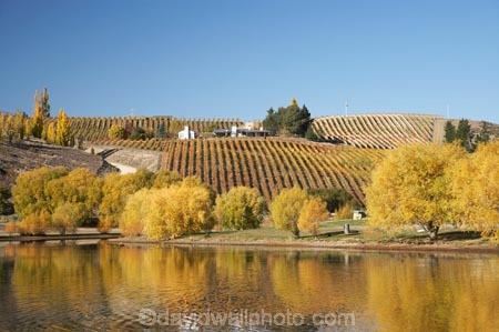 agricultural;agriculture;autuminal;autumn;autumn-colour;autumn-colours;autumnal;Bannockburn;Bannockburn-Inlet;calm;Central-Otago;central-otago-vineyard;central-otago-vineyards;central-otago-wineries;central-otago-winery;color;colors;colour;colours;country;countryside;crop;crops;cultivation;deciduous;fall;farm;farming;farmland;farms;field;fields;golden;grape;grapes;grapevine;horticulture;Kawarau-Arm;lake;Lake-Dunstan;lakes;leaf;leaves;N.Z.;near-Cromwell;New-Zealand;NZ;Otago;placid;quiet;reflection;reflections;row;rows;rural;S.I.;season;seasonal;seasons;serene;SI;smooth;South-Is.;South-Island;still;tranquil;tree;trees;vine;vines;vineyard;vineyards;vintage;water;willow;willow-tree;willow-trees;willows;wineage;wineries;winery;wines;yellow