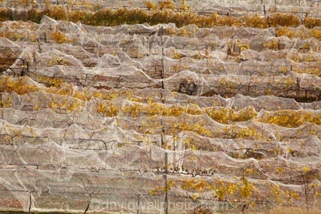 agricultural;agriculture;autuminal;autumn;autumn-colour;autumn-colours;autumnal;Bannockburn;bird-nets;bird-netting;Central-Otago;central-otago-vineyard;central-otago-vineyards;central-otago-wineries;central-otago-winery;color;colors;colour;colours;country;countryside;crop;crops;cultivation;deciduous;fall;farm;farming;farmland;farms;field;fields;golden;grape;grapes;grapevine;horticulture;leaf;leaves;Mount-Difficulty-Vineyard;Mount-Difficulty-Vineyards;Mount-Difficulty-Winery;Mount-Difficulty-Wines;Mt-Difficulty-Vineyard;Mt-Difficulty-Vineyards;Mt-Difficulty-Winery;Mt-Difficulty-Wines;Mt.-Difficulty-Vineyard;Mt.-Difficulty-Vineyards;Mt.-Difficulty-Winery;Mt.-Difficulty-Wines;N.Z.;near-Cromwell;net;nets;netting;New-Zealand;NZ;Otago;row;rows;rural;S.I.;season;seasonal;seasons;SI;South-Is;South-Is.;South-Island;tree;trees;vine;vines;vineyard;vineyards;vintage;wineage;wineries;winery;wines;yellow