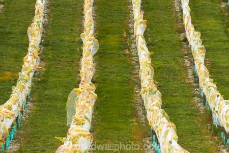 agricultural;agriculture;autuminal;autumn;autumn-colour;autumn-colours;autumnal;Bannockburn;bird-nets;bird-netting;Central-Otago;central-otago-vineyard;central-otago-vineyards;central-otago-wineries;central-otago-winery;color;colors;colour;colours;country;countryside;crop;crops;cultivation;deciduous;fall;farm;farming;farmland;farms;field;fields;golden;grape;grapes;grapevine;green;green-and-yellow;horticulture;leaf;leaves;line;lines;Mount-Difficulty-Vineyard;Mount-Difficulty-Vineyards;Mount-Difficulty-Winery;Mount-Difficulty-Wines;Mt-Difficulty-Vineyard;Mt-Difficulty-Vineyards;Mt-Difficulty-Winery;Mt-Difficulty-Wines;Mt.-Difficulty-Vineyard;Mt.-Difficulty-Vineyards;Mt.-Difficulty-Winery;Mt.-Difficulty-Wines;N.Z.;near-Cromwell;net;nets;netting;New-Zealand;NZ;Otago;pattern;patterns;row;rows;rural;S.I.;season;seasonal;seasons;SI;South-Is;South-Is.;south-island;Sth-Is;tree;trees;vine;vines;vineyard;vineyards;vintage;wineage;wineries;winery;wines;yellow;yellow-and-green