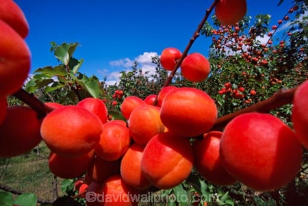 apricot;color;colour;crop;farm;fruit;grow;growing;horticulture;juicy;leaf;leaves;lush;orange;orchards;red;row;rows;rural;stone-fruit