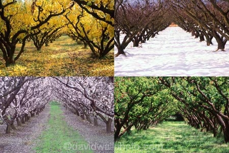 apricot;apricots;autuminal;autumn;autumnal;bannockburn;bloom;blooming;blooms;blossom;blossoming;blossoms;Central-Otago;cold;color;colors;colour;colours;country;countryside;crop;crops;deciduous;fall;farm;farming;farmland;farms;field;freeze;freezing;fresh;fruit;fruit-tree;fruit-trees;grow;growth;horticulture;hot;leaf;leaves;New-Zealand;orchard;orchards;renew;row;rows;rural;season;seasonal;seasons;snow;snowing;snowy;South-Island;spring;springtime;summer;summertime;summery;tree;trees;warm;white;winter;wintery