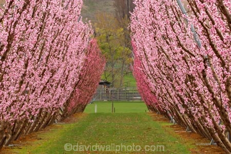 bloom;blooming;blooms;blossom;blossoming;blossoms;Central-Otago;country;countryside;Cromwell;crop;crops;farm;farming;farmland;farms;field;fresh;fruit;fruit-tree;fruit-trees;grow;growth;horticulture;New-Zealand;orchard;orchards;pink;renew;row;rows;rural;season;seasonal;seasons;South-Island;spring;springtime;tree;trees