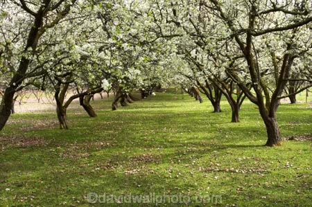 Alexandra;bloom;blooming;blooms;blossom;blossoming;blossoms;Central-Otago;country;countryside;crop;crops;farm;farming;farmland;farms;field;fresh;fruit;fruit-tree;fruit-trees;Fruitlands;grow;growth;horticulture;New-Zealand;orchard;orchards;renew;row;rows;rural;season;seasonal;seasons;South-Island;spring;springtime;tree;trees