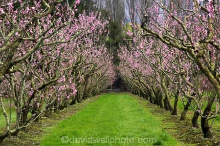bloom;blooming;blooms;blossom;blossoming;blossoms;Central-Otago;Clyde;country;countryside;crop;crops;Earnscleugh;farm;farming;farmland;farms;field;fresh;fruit;fruit-tree;fruit-trees;grow;growth;horticulture;New-Zealand;orchard;orchards;renew;row;rows;rural;season;seasonal;seasons;South-Island;spring;springtime;tree;trees