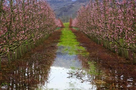bloom;blooming;blooms;blossom;blossoming;blossoms;Central-Otago;Clyde;country;countryside;crop;crops;Earnscleugh;farm;farming;farmland;farms;field;fresh;fruit;fruit-tree;fruit-trees;grow;growth;horticulture;New-Zealand;orchard;orchards;renew;row;rows;rural;season;seasonal;seasons;South-Island;spring;springtime;tree;trees