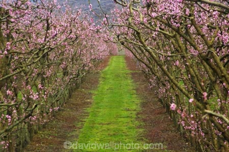 bloom;blooming;blooms;blossom;blossoming;blossoms;Central-Otago;Clyde;country;countryside;crop;crops;Earnscleugh;farm;farming;farmland;farms;field;fresh;fruit;fruit-tree;fruit-trees;grow;growth;horticulture;New-Zealand;orchard;orchards;renew;row;rows;rural;season;seasonal;seasons;South-Island;spring;springtime;tree;trees