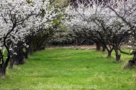 bloom;blooming;blooms;blossom;blossoming;blossoms;Central-Otago;Clyde;country;countryside;crop;crops;Earnscleugh;farm;farming;farmland;farms;field;fresh;fruit;fruit-tree;fruit-trees;grow;growth;horticulture;New-Zealand;orchard;orchards;renew;row;rows;rural;season;seasonal;seasons;South-Island;spring;springtime;tree;trees