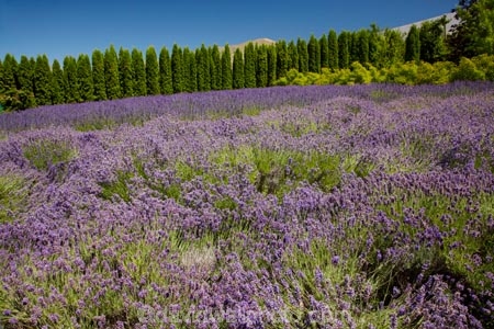 Briar-Dell;Briar-Dell-Lavender-Farm;Central-Otago;country;countryside;Cromwell;crop;crops;farm;farming;farmland;farms;horticulture;Lamiaceae;Lavandula;lavender;lavender-farm;lavender-farms;lavenders;mauve;N.Z.;New-Zealand;NZ;Otago;purple;S.I.;SI;South-Is.;South-Island;violet