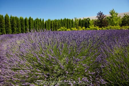 Briar-Dell;Briar-Dell-Lavender-Farm;Central-Otago;country;countryside;Cromwell;crop;crops;farm;farming;farmland;farms;horticulture;Lamiaceae;Lavandula;lavender;lavender-farm;lavender-farms;lavenders;mauve;N.Z.;New-Zealand;NZ;Otago;purple;S.I.;SI;South-Is.;South-Island;violet