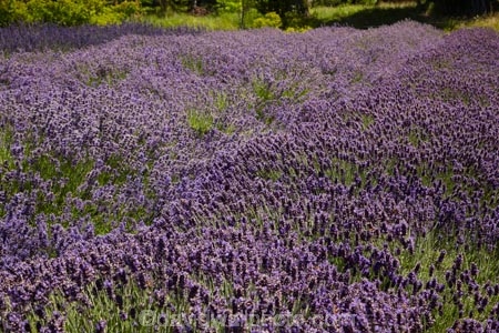 Briar-Dell;Briar-Dell-Lavender-Farm;Central-Otago;country;countryside;Cromwell;crop;crops;farm;farming;farmland;farms;horticulture;Lamiaceae;Lavandula;lavender;lavender-farm;lavender-farms;lavenders;mauve;N.Z.;New-Zealand;NZ;Otago;purple;S.I.;SI;South-Is.;South-Island;violet