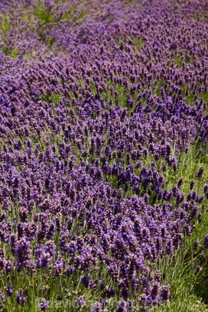 Briar-Dell;Briar-Dell-Lavender-Farm;Central-Otago;country;countryside;Cromwell;crop;crops;farm;farming;farmland;farms;horticulture;Lamiaceae;Lavandula;lavender;lavender-farm;lavender-farms;lavenders;mauve;N.Z.;New-Zealand;NZ;Otago;purple;S.I.;SI;South-Is.;South-Island;violet