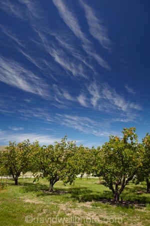 apricot;apricot-orchard;apricot-orchards;apricot-tree;apricot-trees;apricots;Bannockburn;Central-Otago;cirrus-cloud;cirrus-clouds;cloud;clouds;country;countryside;crop;crops;farm;farming;farmland;farms;field;fruit;fruit-tree;fruit-trees;horticulture;N.Z.;New-Zealand;NZ;orchard;orchards;row;rows;rural;S.I.;SI;South-Is.;South-Island;tree;trees