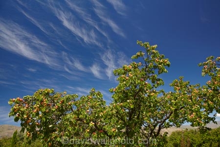 apricot;apricot-orchard;apricot-orchards;apricot-tree;apricot-trees;apricots;Bannockburn;Central-Otago;cirrus-cloud;cirrus-clouds;cloud;clouds;country;countryside;crop;crops;farm;farming;farmland;farms;field;fruit;fruit-tree;fruit-trees;horticulture;N.Z.;New-Zealand;NZ;orchard;orchards;row;rows;rural;S.I.;SI;South-Is.;South-Island;tree;trees