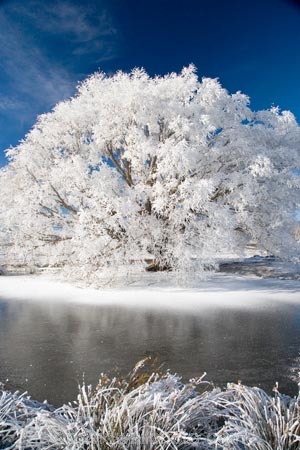 agricultural;agriculture;beautiful;calm;calmness;Central-Otago;Central-Otago-Rail-Trail;clean;clear;cold;Coldness;Color;Colour;country;countryside;Daytime;Exterior;farm;farming;farmland;farms;field;fields;freeze;freezing;freezing-fog;frost;Frosted;frosty;frozen-pond;frozen-ponds;high-country;hoar-frost;hoar-frosts;Hoarfrost;hoarfrosts;ice;ice-crystals;icy;idyllic;Landscape;Landscapes;Maniototo;meadow;meadows;N.Z.;natural;Nature;new-zealand;NZ;Omakau;Otago;Otago-Central-Rail-Trail;Outdoor;Outdoors;Outside;paddock;paddocks;pasture;pastures;peaceful;Peacefulness;phenomena;phenomenon;pond;ponds;pool;pools;pure;Quiet;Quietness;rail-trail;rail-trails;reservoir;reservoirs;rime;rime-ice;rural;S.I.;Scenic;Scenics;Season;Seasons;SI;silence;south-island;spectacular;stunning;tranquil;tranquility;tree;trees;view;water;weather;White;willow;willow-tree;willow-trees;willows;winter;Wintertime;wintery;wintry