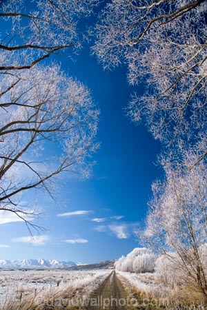 agricultural;agriculture;beautiful;calm;calmness;Central-Otago;Central-Otago-Rail-Trail;clean;clear;cold;Coldness;Color;Colour;country;countryside;Daytime;Exterior;farm;farming;farmland;farms;field;fields;freeze;freezing;freezing-fog;frost;Frosted;frosty;high-country;hoar-frost;hoar-frosts;Hoarfrost;hoarfrosts;ice;ice-crystals;icy;Ida-Valley;idyllic;Landscape;Landscapes;Maniototo;meadow;meadows;N.Z.;natural;Nature;new-zealand;NZ;Otago;Otago-Central-Rail-Trail;Oturehua;Outdoor;Outdoors;Outside;paddock;paddocks;pasture;pastures;peaceful;Peacefulness;phenomena;phenomenon;pure;Quiet;Quietness;rail-trail;rail-trails;rime;rime-ice;rural;S.I.;Scenic;Scenics;Season;Seasons;SI;silence;south-island;spectacular;stunning;tranquil;tranquility;tree;trees;view;water;weather;White;willow;willow-tree;willow-trees;willows;winter;Wintertime;wintery;wintry