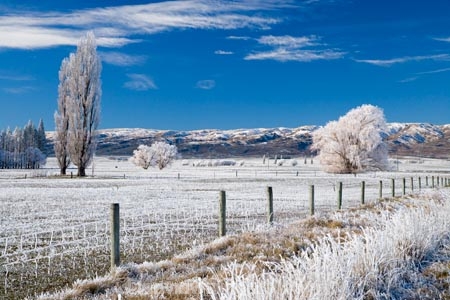 agricultural;agriculture;beautiful;calm;calmness;Central-Otago;clean;clear;cold;Coldness;Color;Colour;country;countryside;Daytime;Exterior;farm;farming;farmland;farms;fence;fence-line;fence-lines;fence_line;fence_lines;fenceline;fencelines;fences;field;fields;freeze;freezing;freezing-fog;frost;Frosted;frosty;high-country;hoar-frost;hoar-frosts;Hoarfrost;hoarfrosts;ice;ice-crystals;icy;Ida-Valley;idyllic;Landscape;Landscapes;Maniototo;meadow;meadows;N.Z.;natural;Nature;new-zealand;NZ;Otago;Outdoor;Outdoors;Outside;paddock;paddocks;pasture;pastures;peaceful;Peacefulness;phenomena;phenomenon;Poolburn;poplar;poplar-tree;poplar-trees;poplars;pure;Quiet;Quietness;rime;rime-ice;rural;S.I.;Scenic;Scenics;Season;Seasons;SI;silence;south-island;spectacular;stunning;tranquil;tranquility;tree;trees;view;water;weather;White;willow;willow-tree;willow-trees;willows;winter;Wintertime;wintery;wintry