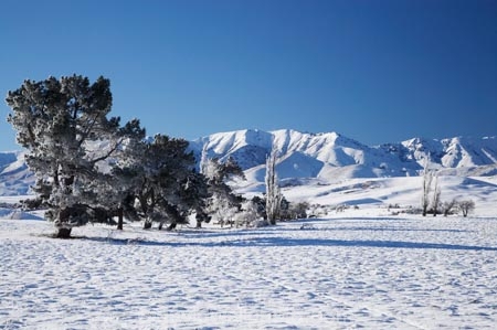 agricultural;agriculture;beautiful;calm;calmness;Central-Otago;clean;clear;cold;Coldness;Color;Colour;conifer;conifers;country;countryside;Daytime;Exterior;extreme-weather;farm;farming;farmland;farms;field;fields;freeze;freezing;frost;Frosted;frosts;frosty;high-country;hoar-frost;hoar-frosts;Hoarfrost;hoarfrosts;ice;ice-crystals;icy;Ida-Range;idyllic;Landscape;Landscapes;Little-Mount-Ida;Little-Mt-Ida;Little-Mt.-Ida;Maniototo;meadow;meadows;Mount-Ida;Mt-Ida;Mt.-Ida;N.Z.;natural;Nature;new-zealand;NZ;Otago;Outdoor;Outdoors;Outside;paddock;paddocks;pasture;pastures;peaceful;Peacefulness;phenomena;phenomenon;pine-tree;pine-trees;pure;Quiet;Quietness;rime;rime-ice;rural;S.I.;Scenic;Scenics;Season;Seasons;SI;silence;South-Is.;South-Island;spectacular;stunning;tranquil;tranquility;view;water;weather;Wedderburn;White;winter;Wintertime;wintery;wintry