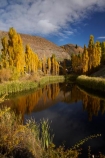 autuminal;autumn;autumn-colour;autumn-colours;autumnal;Bannockburn;briar-bush;briar-bushes;briars;calm;Central-Otago;color;colors;colour;colours;Cromwell;deciduous;fall;gold;golden;leaf;leaves;N.Z.;New-Zealand;NZ;Otago;placid;pond;ponds;poplar;poplar-tree;poplar-trees;poplars;quiet;reeds;reflection;reflections;rosehip;rosehips;S.I.;season;seasonal;seasons;serene;SI;smooth;South-Is;South-Island;Sth-Is;still;tranquil;tree;trees;water;yellow