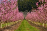 Alexandra;bloom;blooming;blooms;blossom;blossoming;blossoms;Central-Otago;country;countryside;crop;crops;Earnscleugh;farm;farming;farmland;farms;field;flower;flowering;flowers;fresh;fruit;fruit-tree;fruit-trees;grow;growth;horticulture;N.Z.;New-Zealand;NZ;orchard;orchards;Otago;pink;renew;row;rows;rural;S.I.;season;seasonal;seasons;SI;South-Is;South-Is.;South-Island;spring;spring-time;spring_time;springtime;Sth-Is;tree;trees