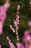 Alexandra;bloom;blooming;blooms;blossom;blossoming;blossoms;Central-Otago;country;countryside;crop;crops;Earnscleugh;farm;farming;farmland;farms;field;flower;flowering;flowers;fresh;fruit;fruit-tree;fruit-trees;grow;growth;horticulture;N.Z.;New-Zealand;NZ;orchard;orchards;Otago;pink;renew;row;rows;rural;S.I.;season;seasonal;seasons;SI;South-Is;South-Is.;South-Island;spring;spring-time;spring_time;springtime;Sth-Is;tree;trees