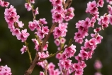 Alexandra;bloom;blooming;blooms;blossom;blossoming;blossoms;Central-Otago;country;countryside;crop;crops;Earnscleugh;farm;farming;farmland;farms;field;flower;flowering;flowers;fresh;fruit;fruit-tree;fruit-trees;grow;growth;horticulture;N.Z.;New-Zealand;NZ;orchard;orchards;Otago;pink;renew;row;rows;rural;S.I.;season;seasonal;seasons;SI;South-Is;South-Is.;South-Island;spring;spring-time;spring_time;springtime;Sth-Is;tree;trees