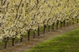 Alexandra;bloom;blooming;blooms;blossom;blossoming;blossoms;Central-Otago;country;countryside;crop;crops;Earnscleugh;farm;farming;farmland;farms;field;flower;flowering;flowers;fresh;fruit;fruit-tree;fruit-trees;grow;growth;horticulture;N.Z.;New-Zealand;NZ;orchard;orchards;Otago;pink;renew;row;rows;rural;S.I.;season;seasonal;seasons;SI;South-Is;South-Is.;South-Island;spring;spring-time;spring_time;springtime;Sth-Is;tree;trees