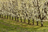 Alexandra;bloom;blooming;blooms;blossom;blossoming;blossoms;Central-Otago;country;countryside;crop;crops;Earnscleugh;farm;farming;farmland;farms;field;flower;flowering;flowers;fresh;fruit;fruit-tree;fruit-trees;grow;growth;horticulture;N.Z.;New-Zealand;NZ;orchard;orchards;Otago;pink;renew;row;rows;rural;S.I.;season;seasonal;seasons;SI;South-Is;South-Is.;South-Island;spring;spring-time;spring_time;springtime;Sth-Is;tree;trees