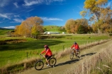 agricultural;agriculture;autuminal;autumn;autumn-colour;autumn-colours;autumnal;bicycle;bicycles;bike;bike-track;bike-tracks;bike-trail;bike-trails;bikes;Central-Otago;Clutha-Gold-Bike-Trail;Clutha-Gold-Cycle-Trail;Clutha-Gold-Track;Clutha-Gold-Trail;color;colors;colour;colours;country;countryside;cycle;cycle-track;cycle-tracks;cycle-trail;cycle-trails;cycler;cyclers;cycles;cycleway;cycleways;cyclist;cyclists;deciduous;Evans-Flat;excercise;excercising;fall;farm;farming;farmland;farms;field;fields;gold;golden;Lawrence;leaf;leaves;meadow;meadows;model-released;mountain-bike;mountain-biker;mountain-bikers;mountain-bikes;MR;mtn-bike;mtn-biker;mtn-bikers;mtn-bikes;N.Z.;New-Zealand;NZ;Otago;paddock;paddocks;pasture;pastures;people;person;push-bike;push-bikes;push_bike;push_bikes;pushbike;pushbikes;rural;S.I.;season;seasonal;seasons;SI;South-Is;South-Island;Sth-Is;tree;trees;willow-tree;willow-trees;yellow