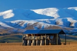 agricultural;agriculture;barn;barns;Central-Otago;cold;Coldness;corrugated-iron;corrugated-metal;corrugated-steel;country;countryside;extreme-weather;farm;farm-building;farm-buildings;Farm-Shed;Farm-Sheds;farming;farmland;farms;field;fields;freeze;freezing;Hawkdun-Ra;Hawkdun-Range;hay;hay-bale;hay-bales;hay-barn;hay-barns;hay-shed;hay-sheds;haybarn;haybarns;hayshed;haysheds;Ida-Valley;Maniototo;meadow;meadows;N.Z.;New-Zealand;NZ;Otago;Oturehua;paddock;paddocks;pasture;pastures;roofing-iron;roofing-metal;rural;S.I.;Scenic;Scenics;Season;Seasons;shed;sheds;SI;snow;snowy;South-Is;South-Island;Sth-Is;straw;weather;white;winter;winter-feed;Wintertime;wintery;wintry;zincalume