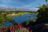 Central-Otago;Cromwell;flower;flowers;lake;Lake-Dunstan;lakes;N.Z.;New-Zealand;NZ;Otago;pink;S.I.;SI;snow;South-Is;South-Island;spring;spring-flowers;spring-time;springtime;Sth-Is;valerian-flowers;valerians