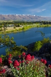 Central-Otago;Cromwell;flower;flowers;lake;Lake-Dunstan;lakes;N.Z.;New-Zealand;NZ;Otago;pink;S.I.;SI;snow;South-Is;South-Island;spring;spring-flowers;spring-time;springtime;Sth-Is;valerian-flowers;valerians